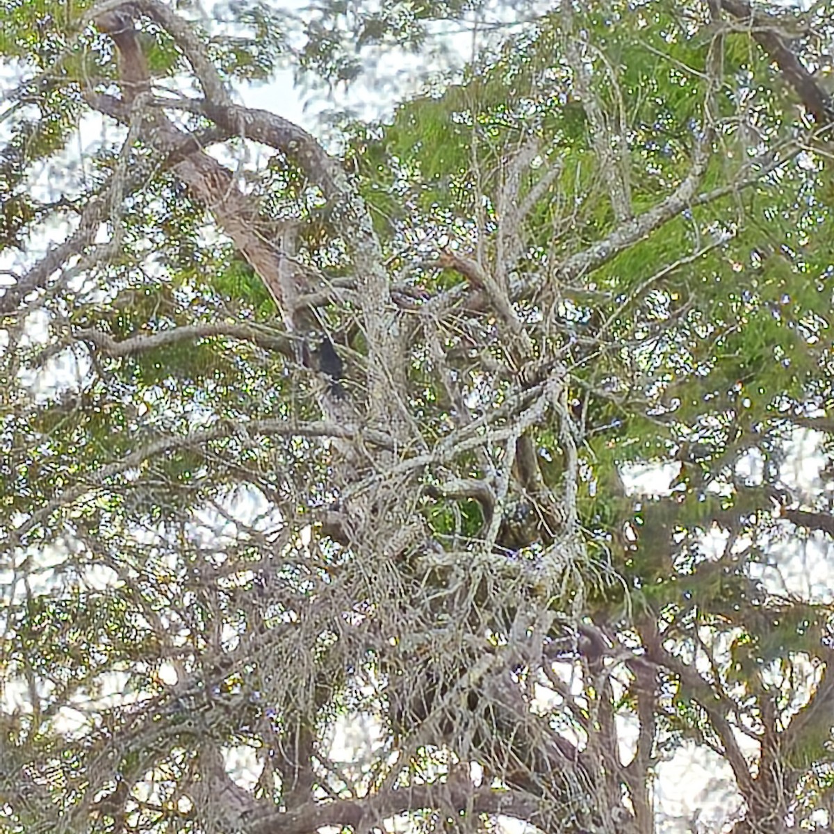 Solitary Black Cacique - ML643749164