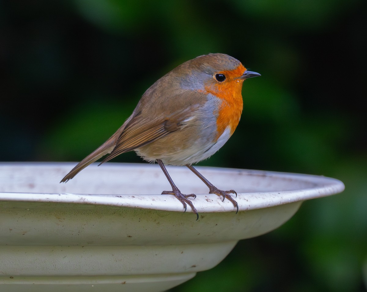 ヨーロッパコマドリ - ML643749165