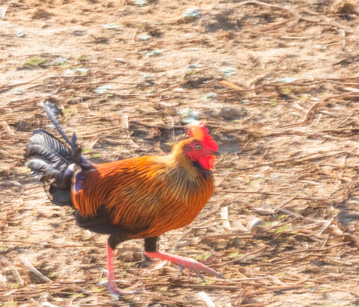 Sri Lanka Junglefowl - ML643749168