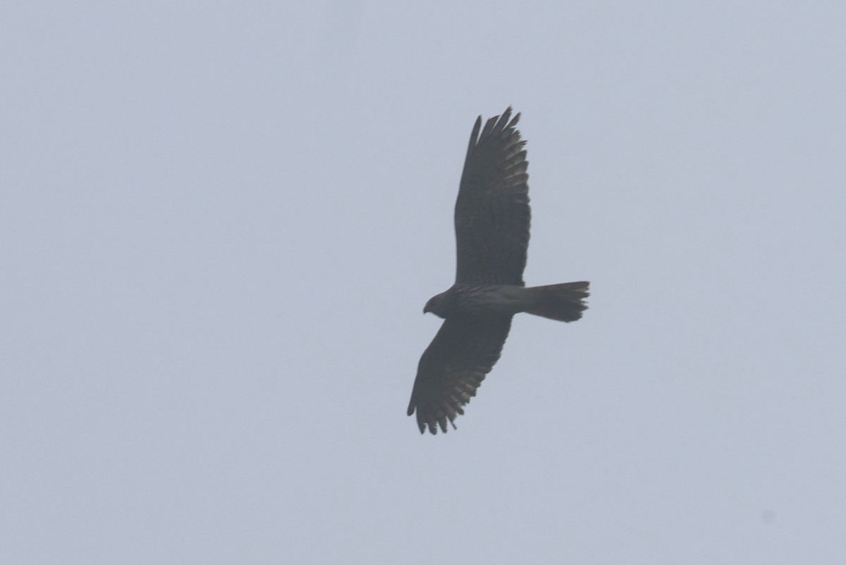 Swamp Harrier - ML643749175