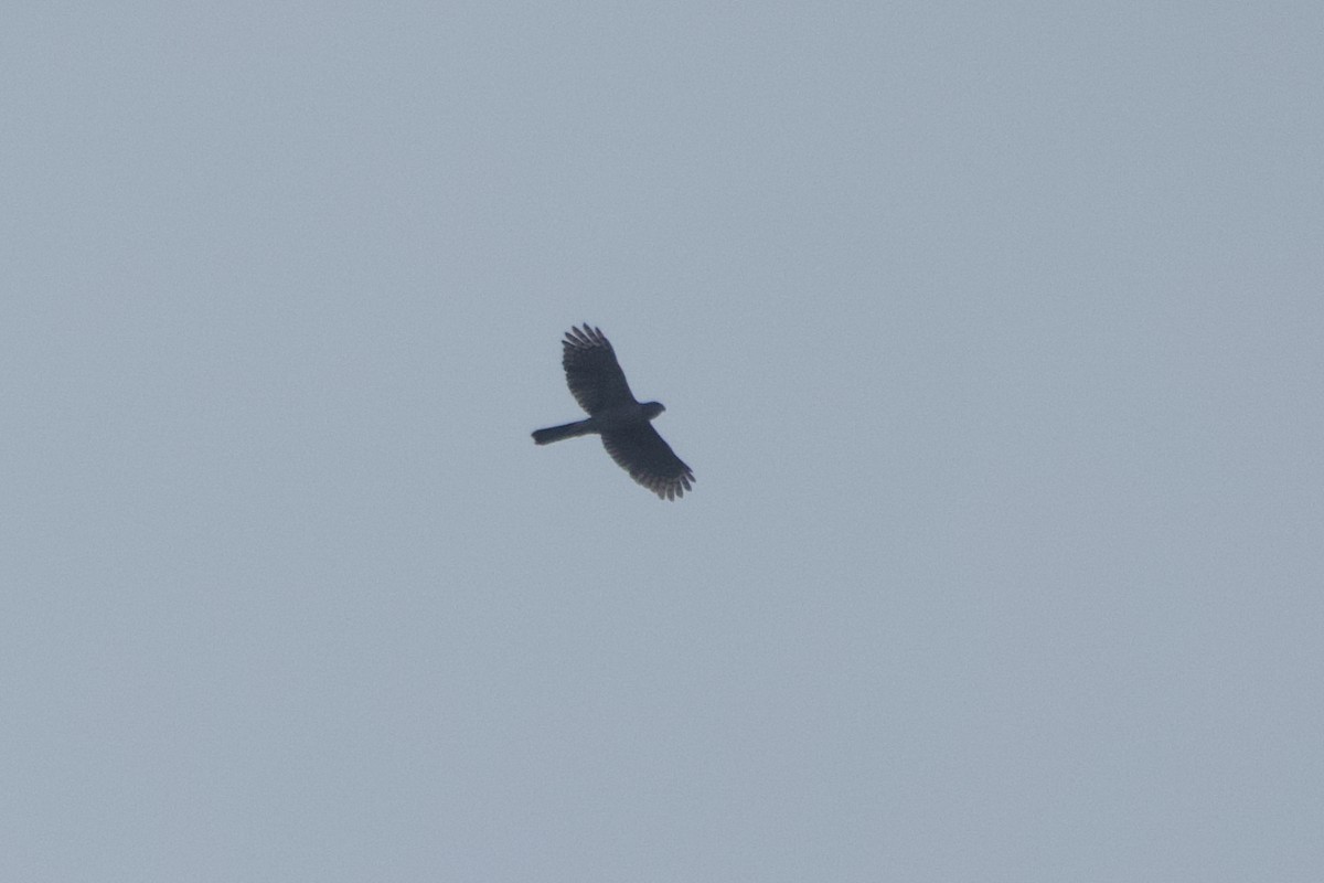 African Goshawk - ML643749177