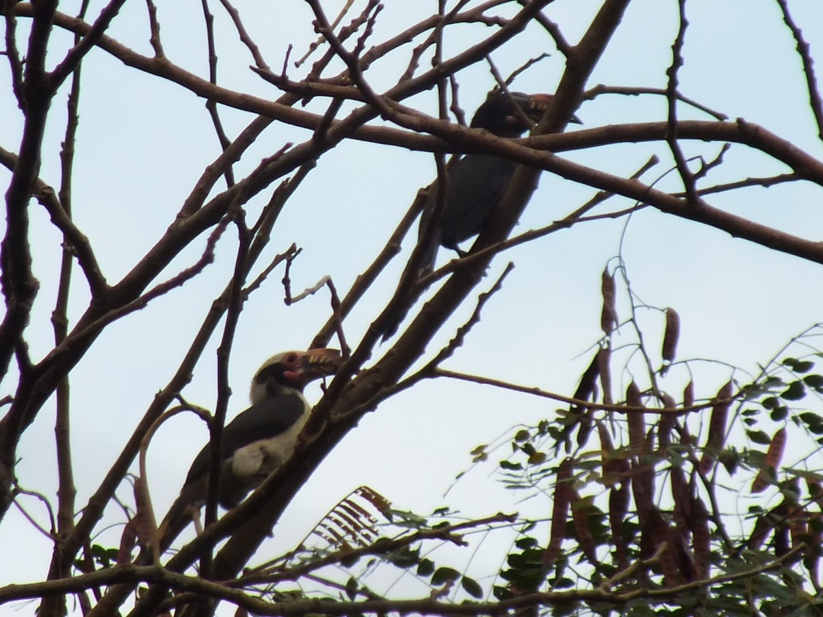 ルソンカオグロサイチョウ - ML643749189