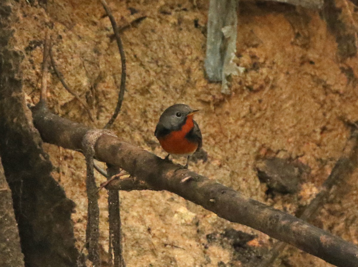 Kashmir Flycatcher - ML643749194