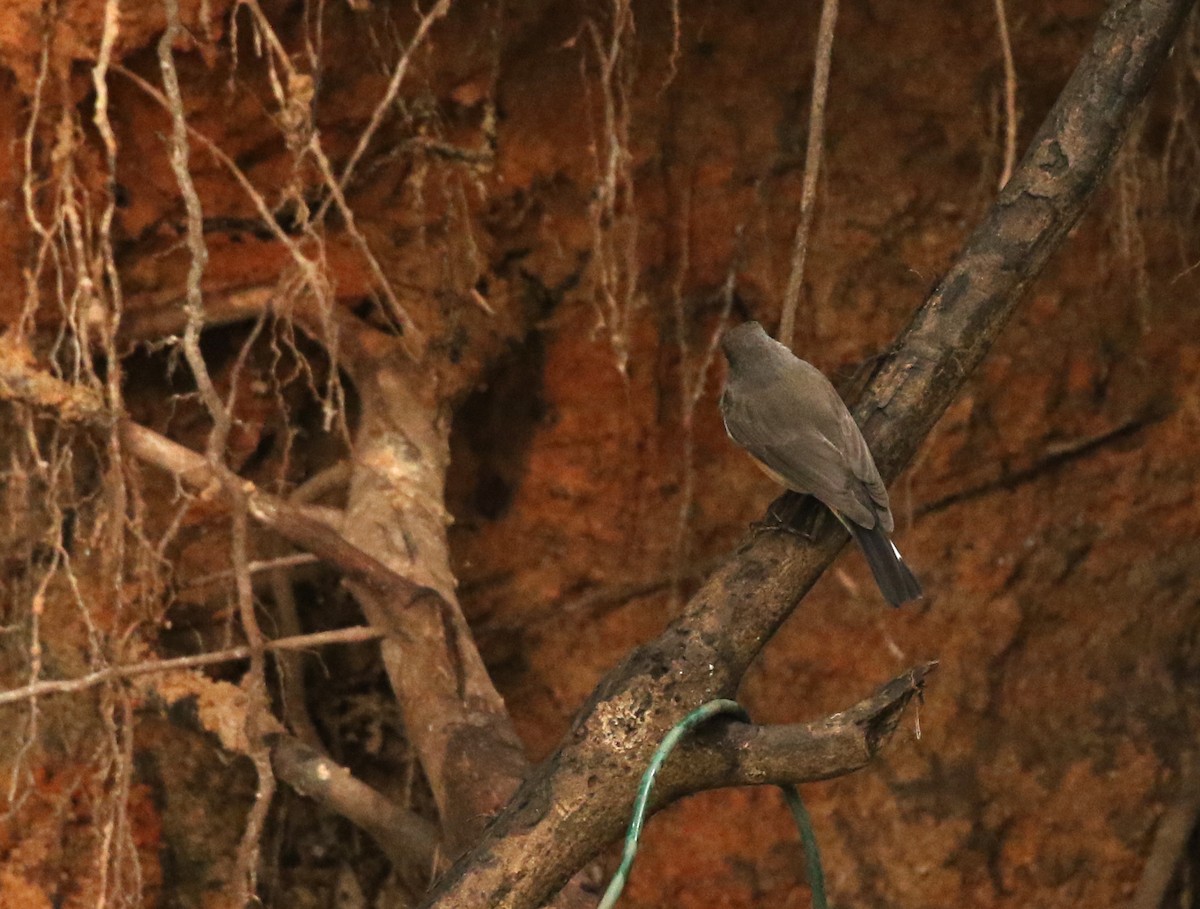 Kashmir Flycatcher - ML643749195