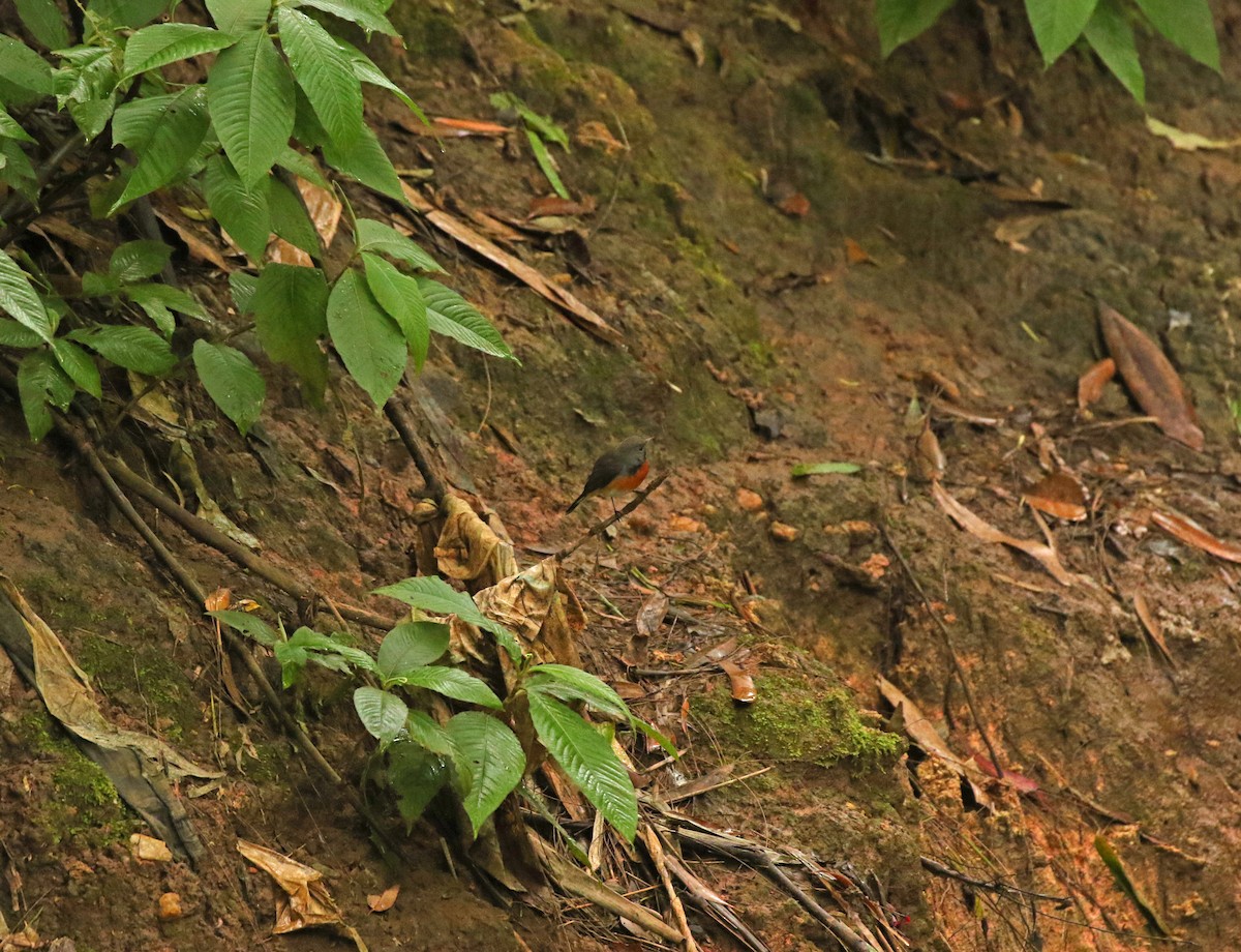 Kashmir Flycatcher - ML643749196