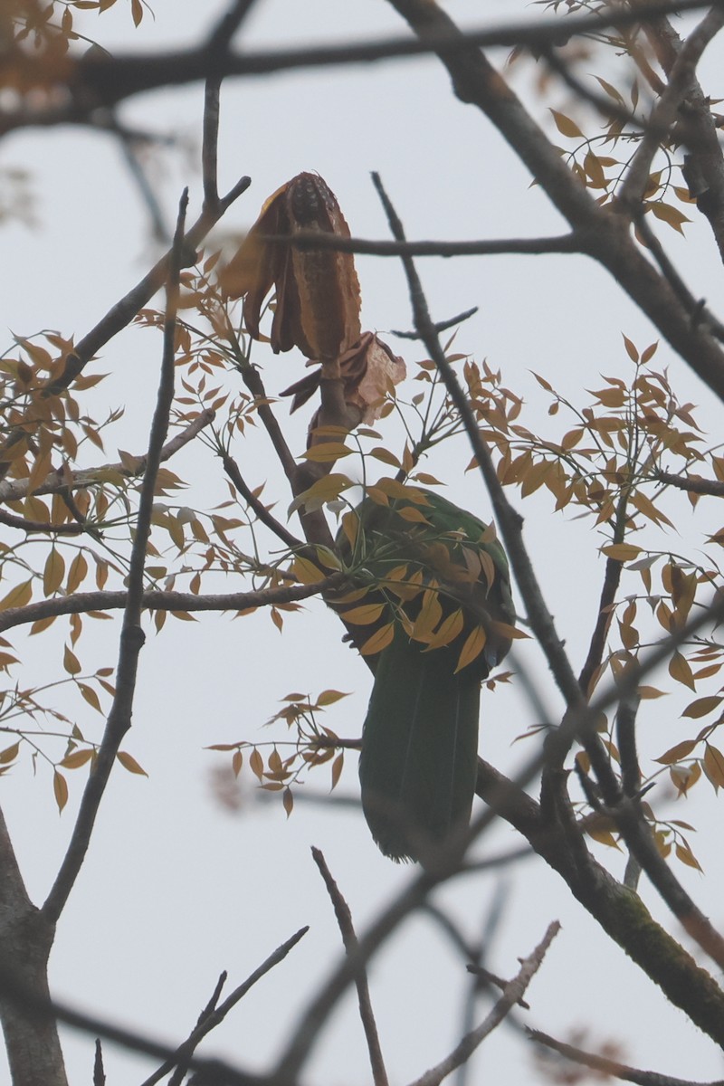 Maskeli Papağan - ML643749215