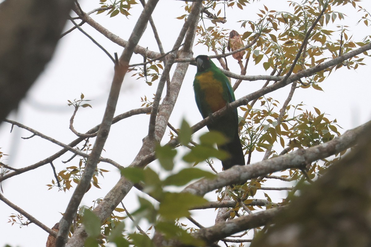 Maskeli Papağan - ML643749216