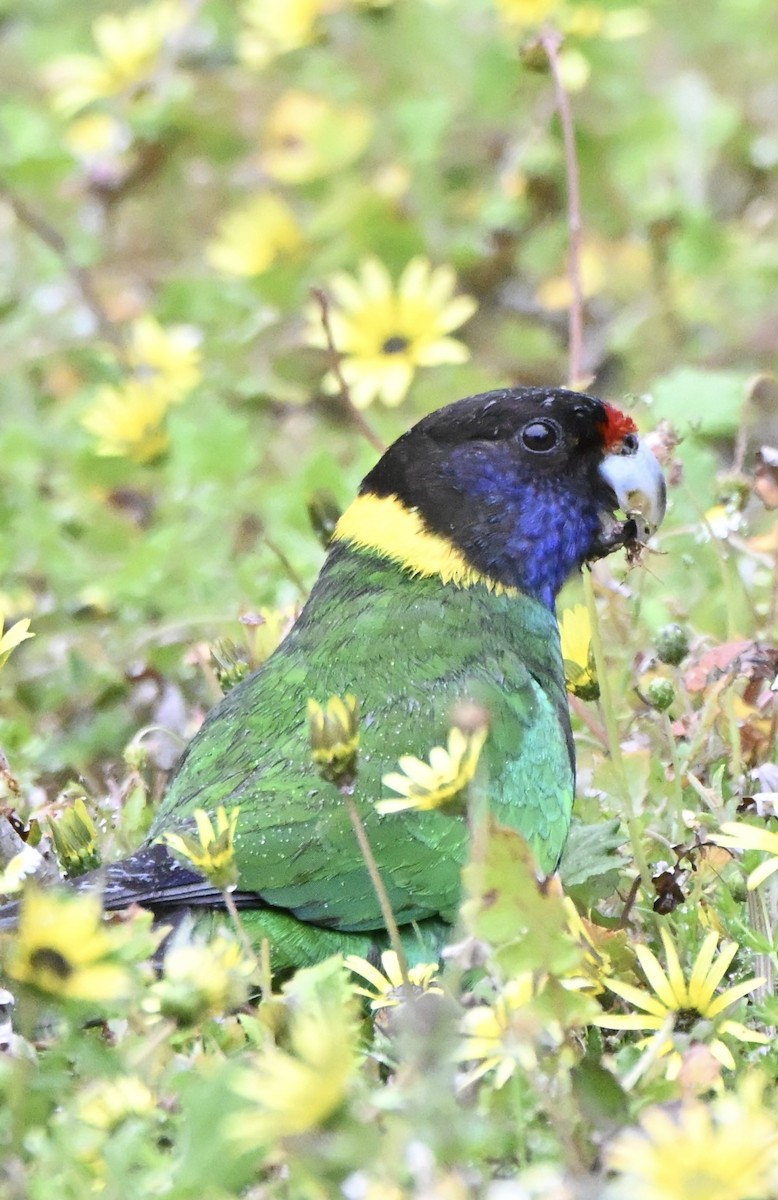 コダイマキエインコ（semitorquatus） - ML643749225