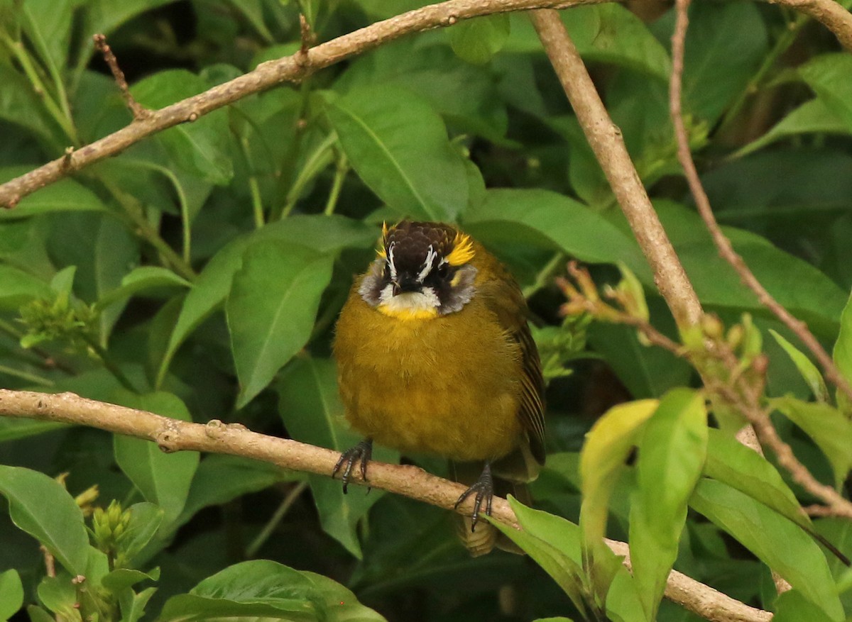 Yellow-eared Bulbul - ML643749253