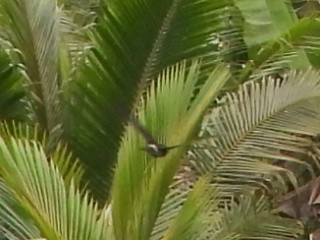 White-rumped Swiftlet - ML643749275