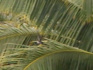 White-rumped Swiftlet - ML643749276