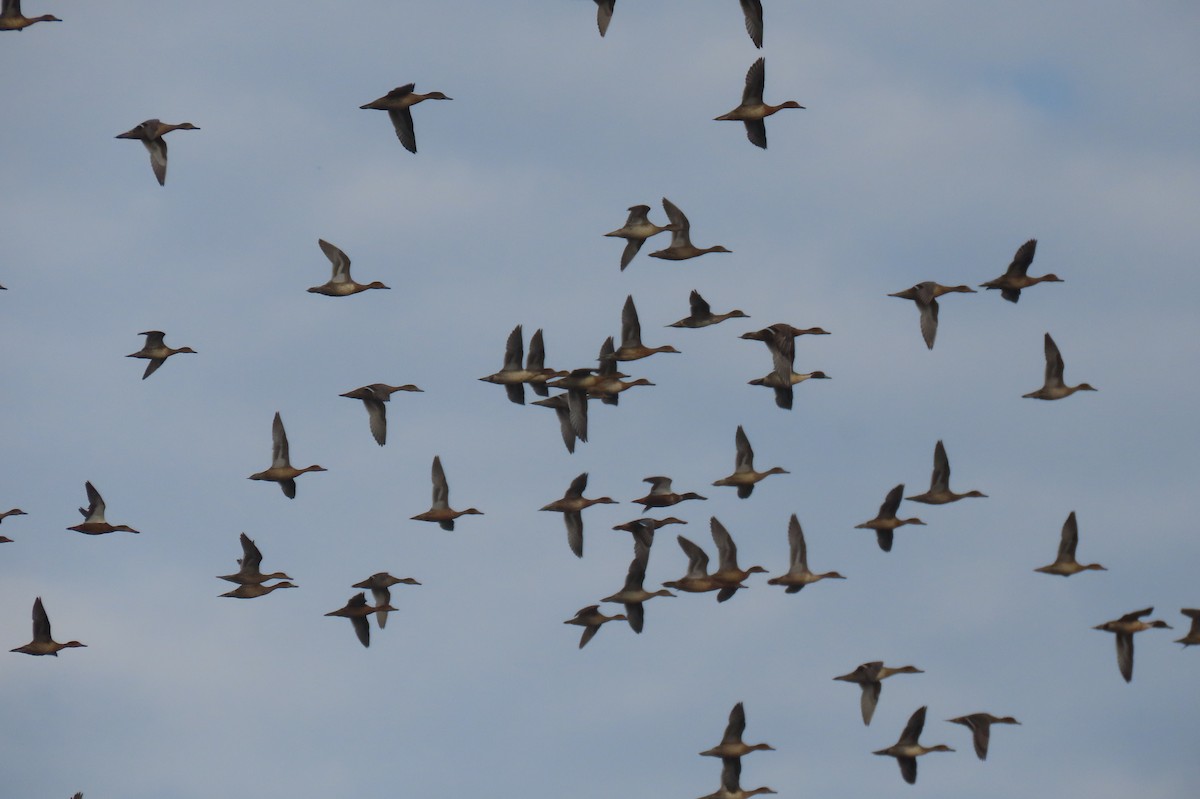 Northern Pintail - ML643749284