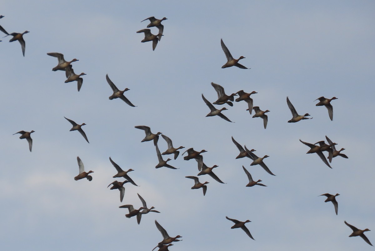 Northern Pintail - ML643749285