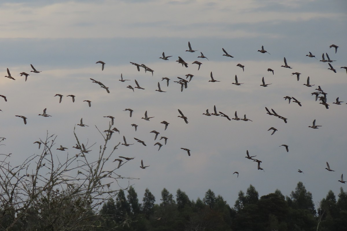 Northern Pintail - ML643749287