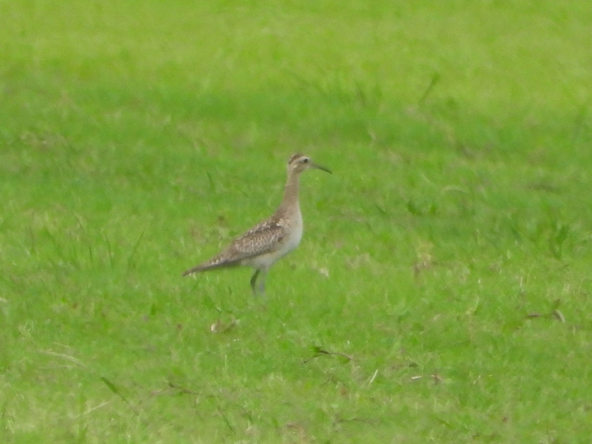 コシャクシギ - ML643749289