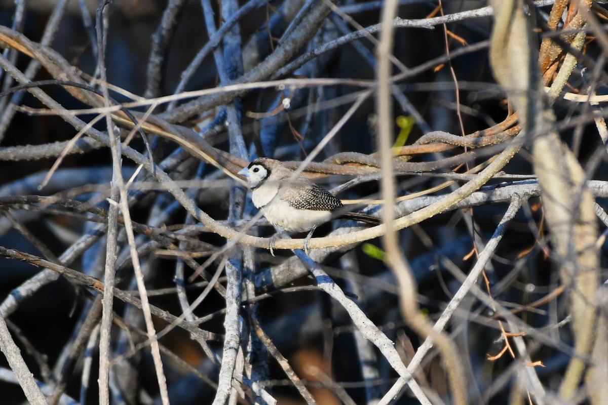 Double-barred Finch - ML643749295