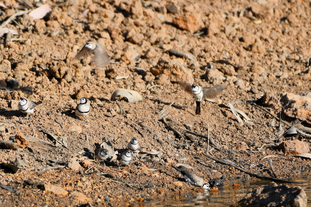 Double-barred Finch - ML643749297