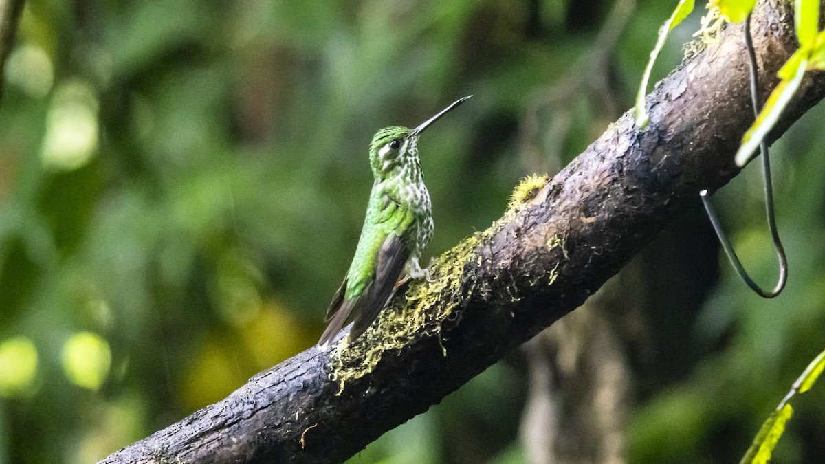 purpursmekkekolibri - ML643749307