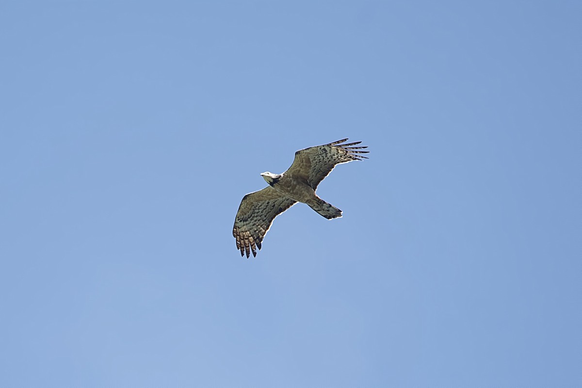 Oriental Honey-buzzard - ML643749316
