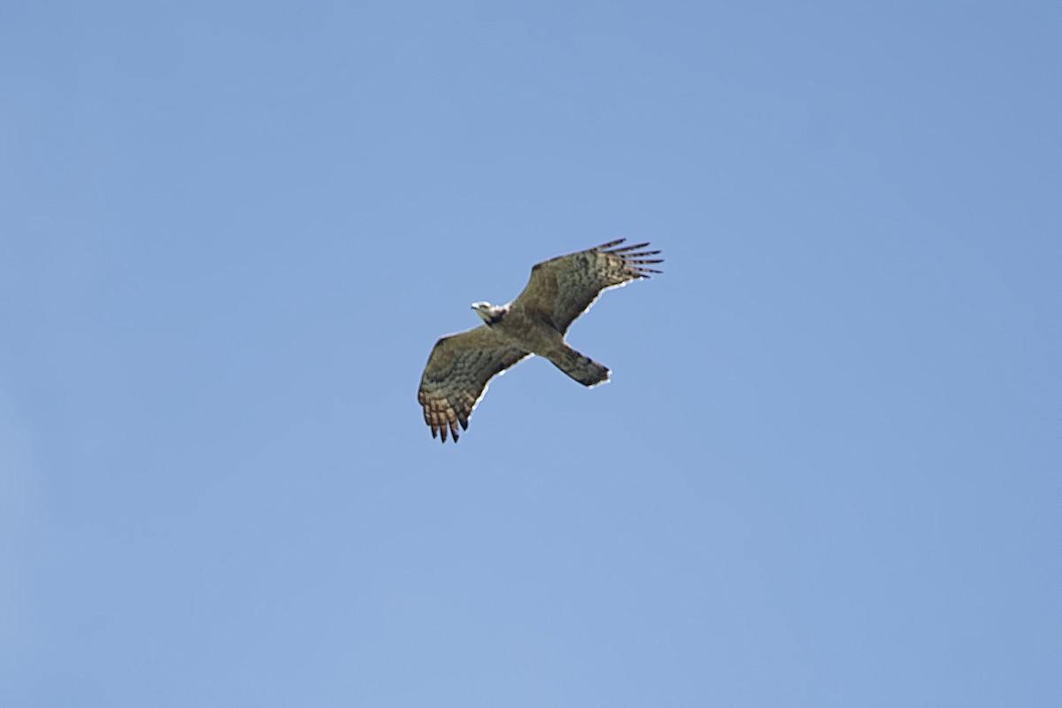 Oriental Honey-buzzard - ML643749317