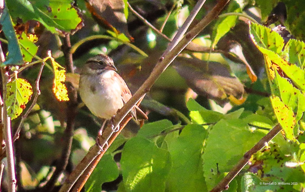 American Tree Sparrow - ML643749318