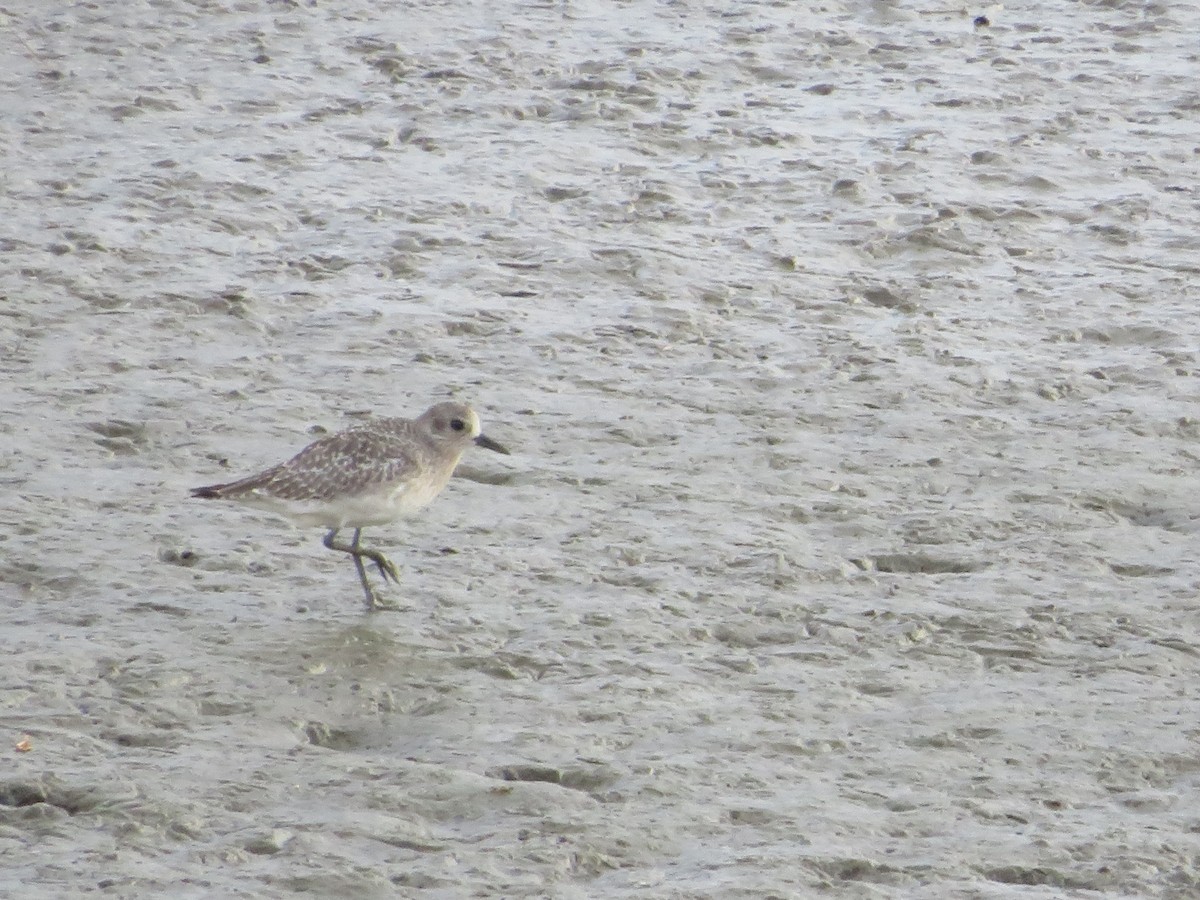 Black-bellied Plover - ML643749320