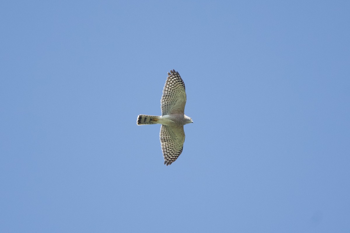 Shikra - ML643749326