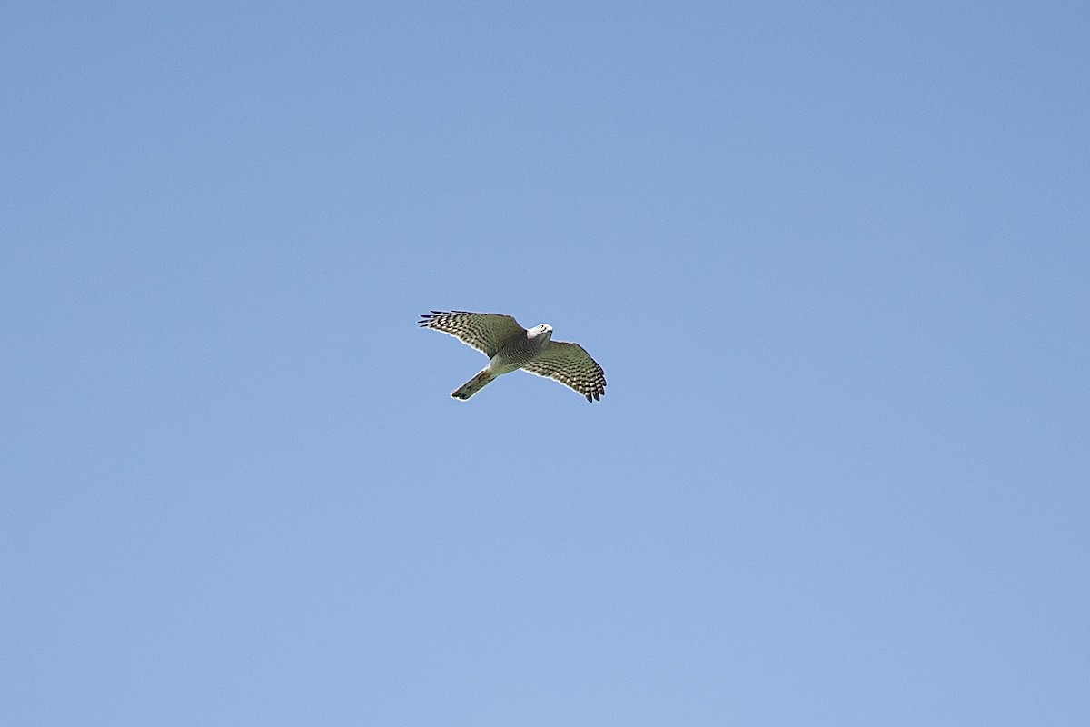 Shikra - ML643749327