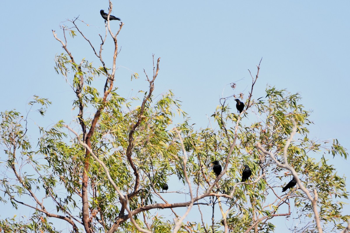 Torresian Crow - ML643749328