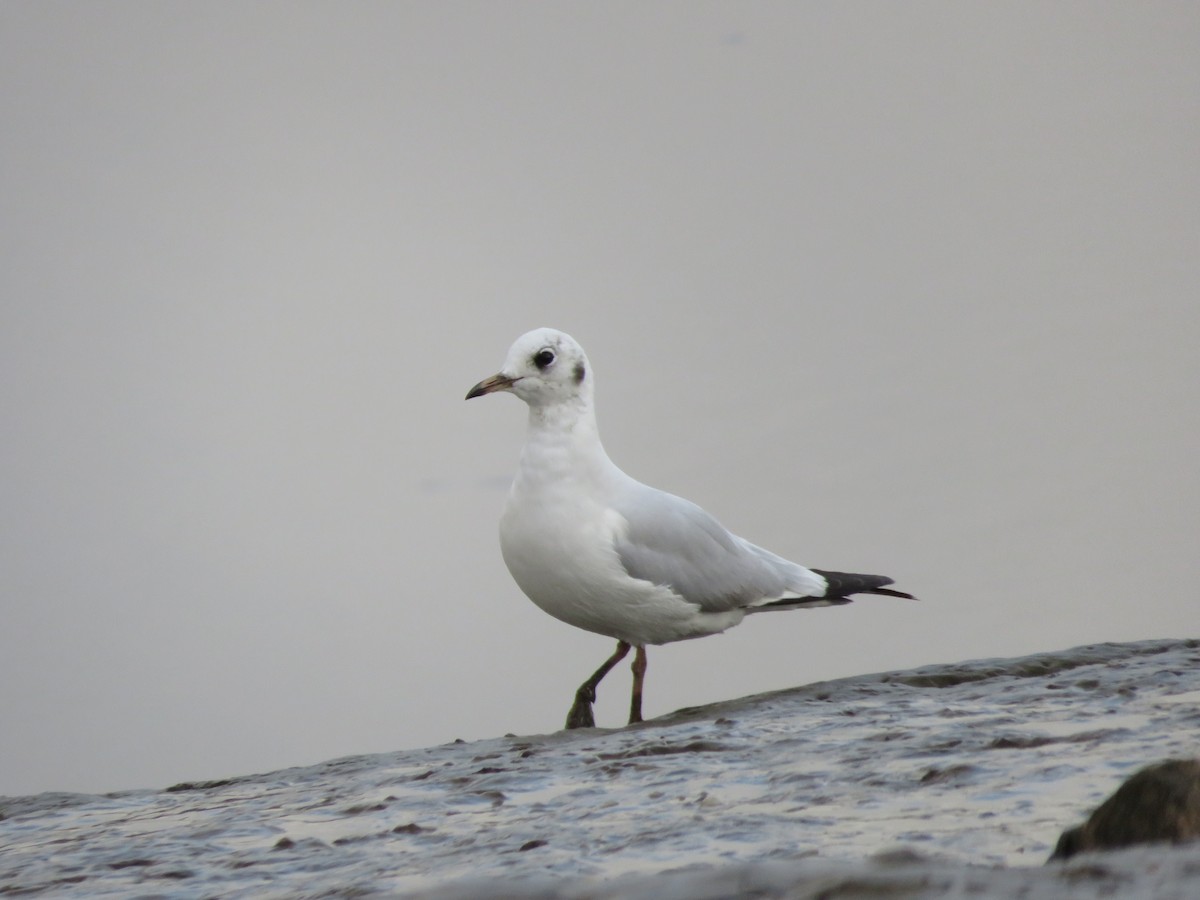 Black-headed Gull - ML643749329