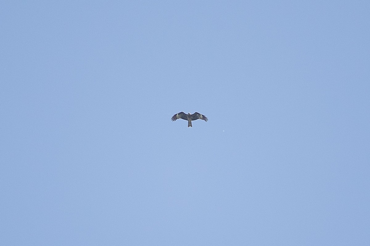 Black Kite - ML643749331