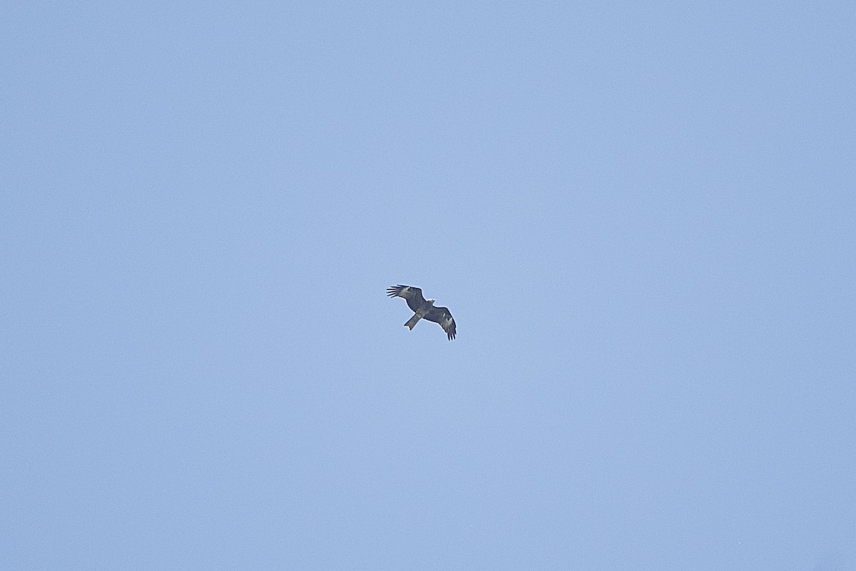 Black Kite - ML643749332
