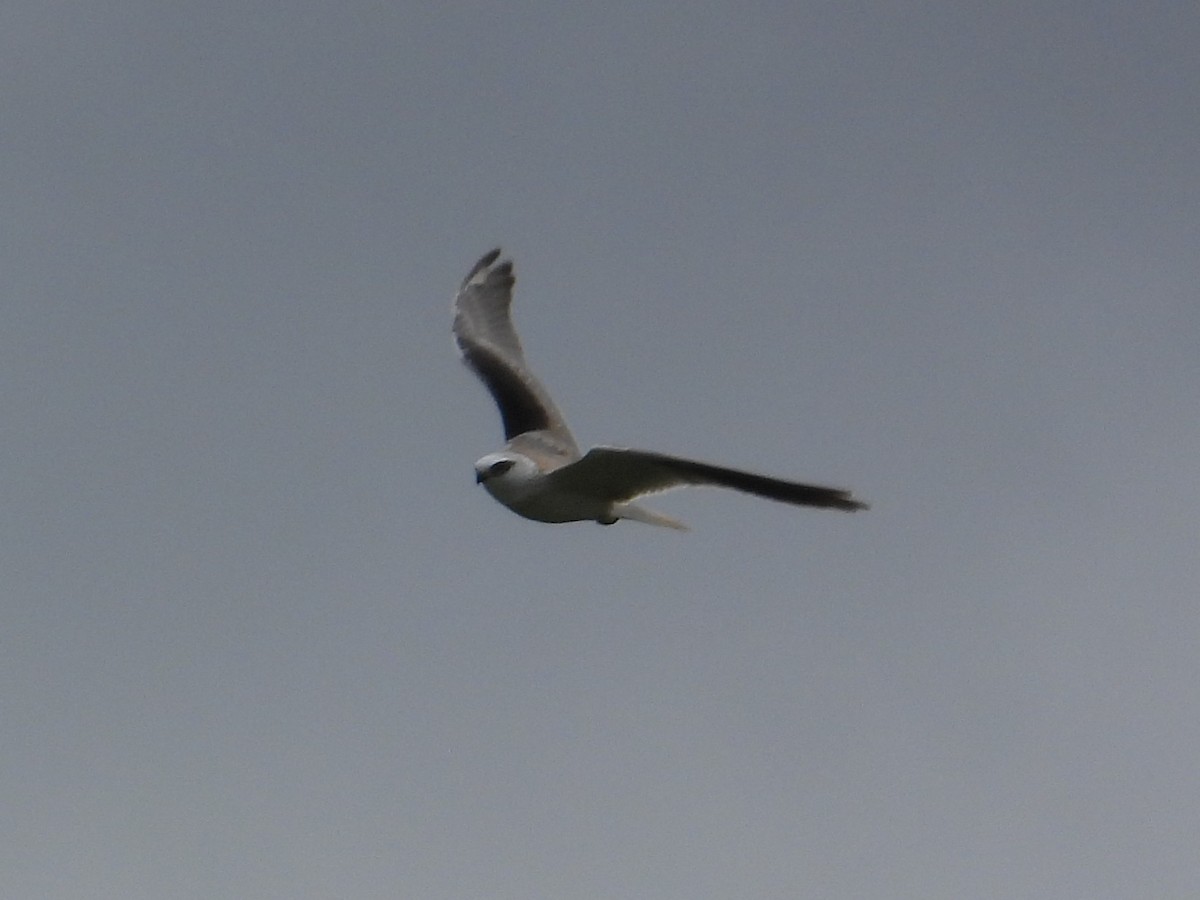 Black-shouldered Kite - ML643749333