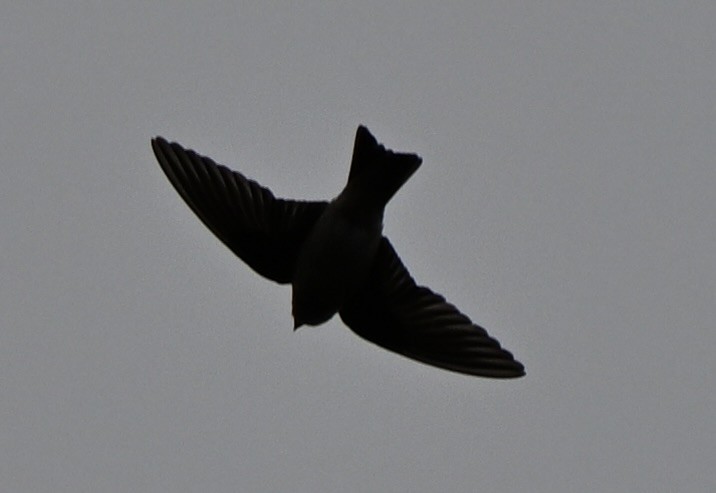 Tree Martin - ML643749338
