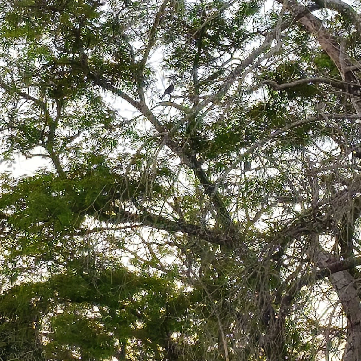Solitary Black Cacique - ML643749340