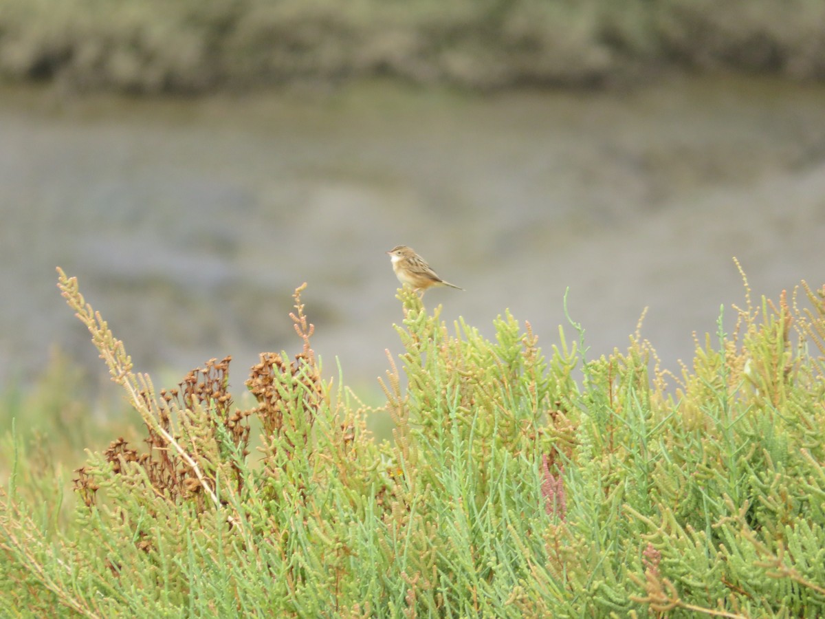 Zitting Cisticola - ML643749341