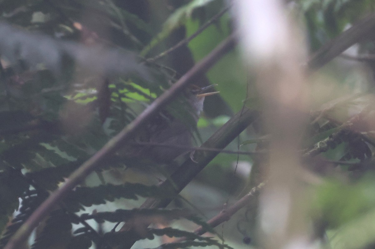 Fiji Bush Warbler - ML643749342