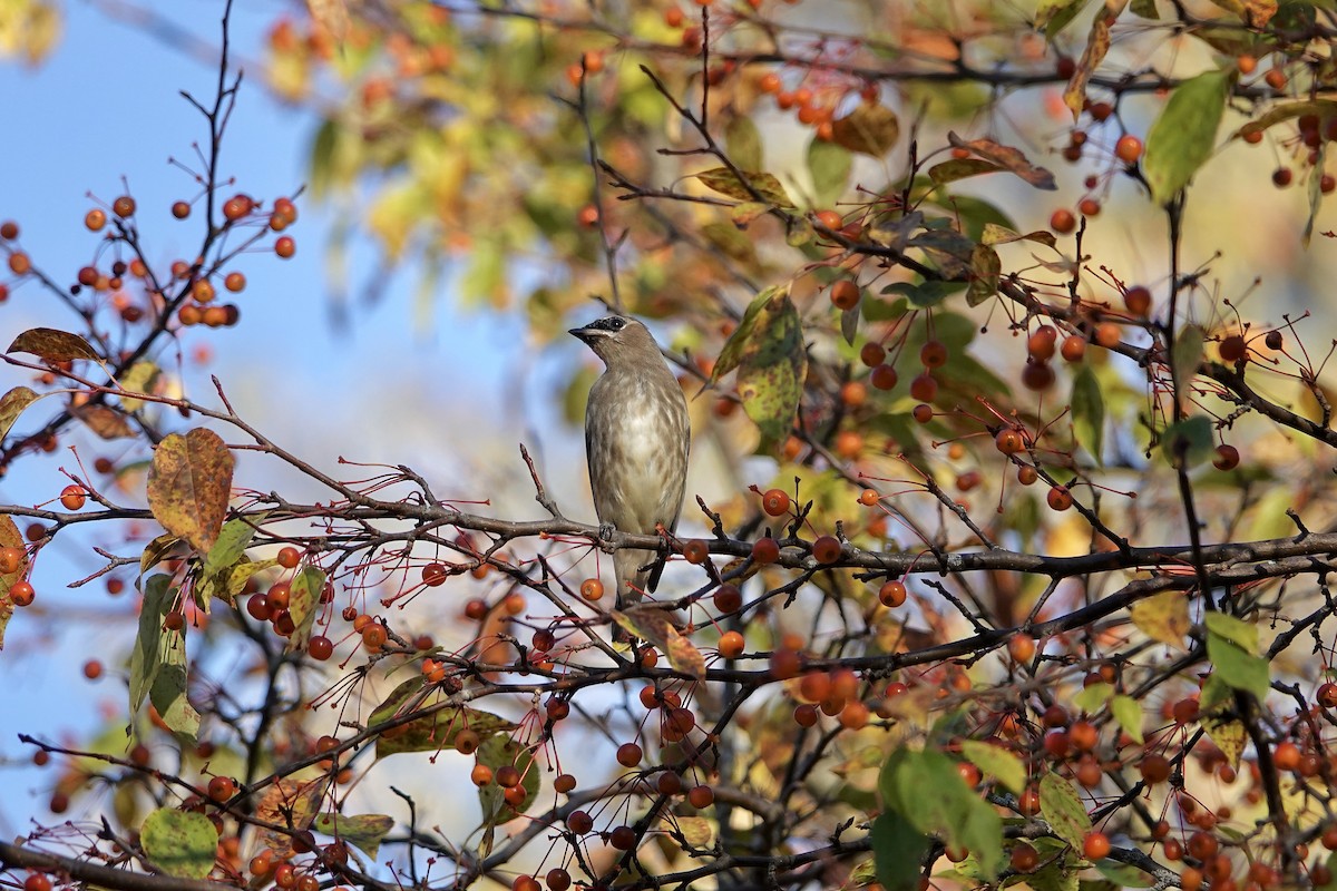 Cedar Waxwing - ML643749343