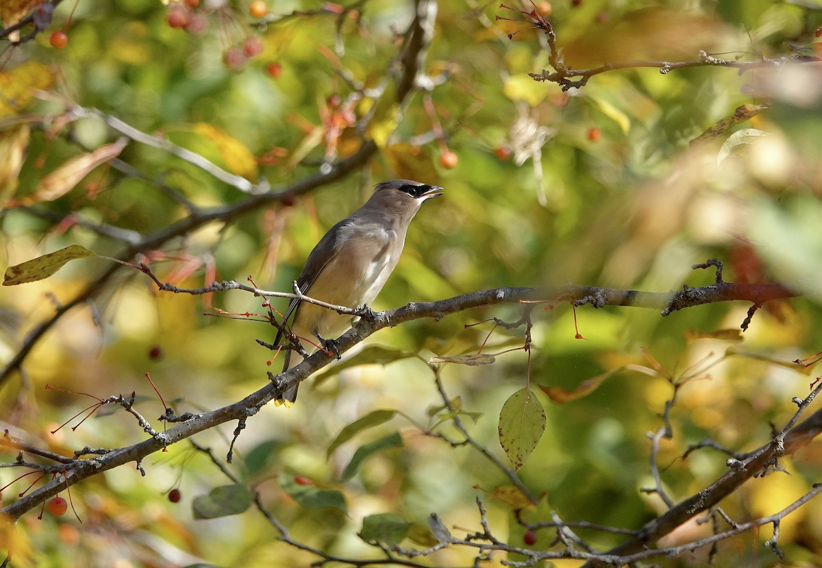 Cedar Waxwing - ML643749344