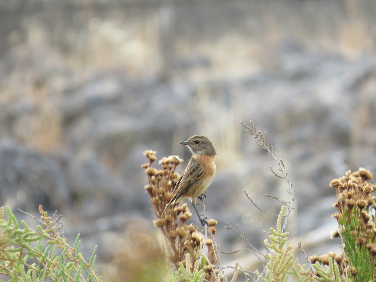 European Stonechat - ML643749346