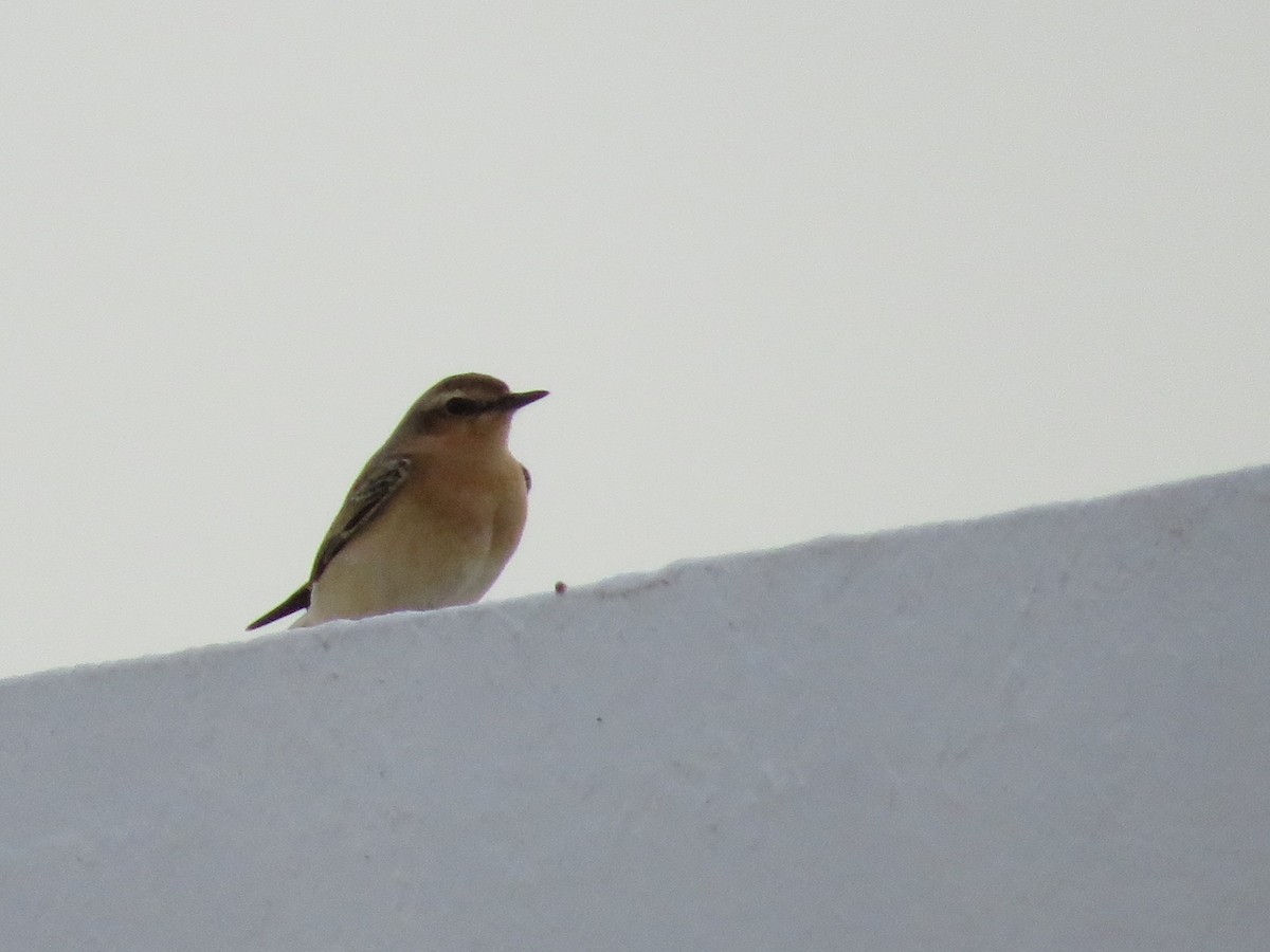 穗䳭 - ML643749357