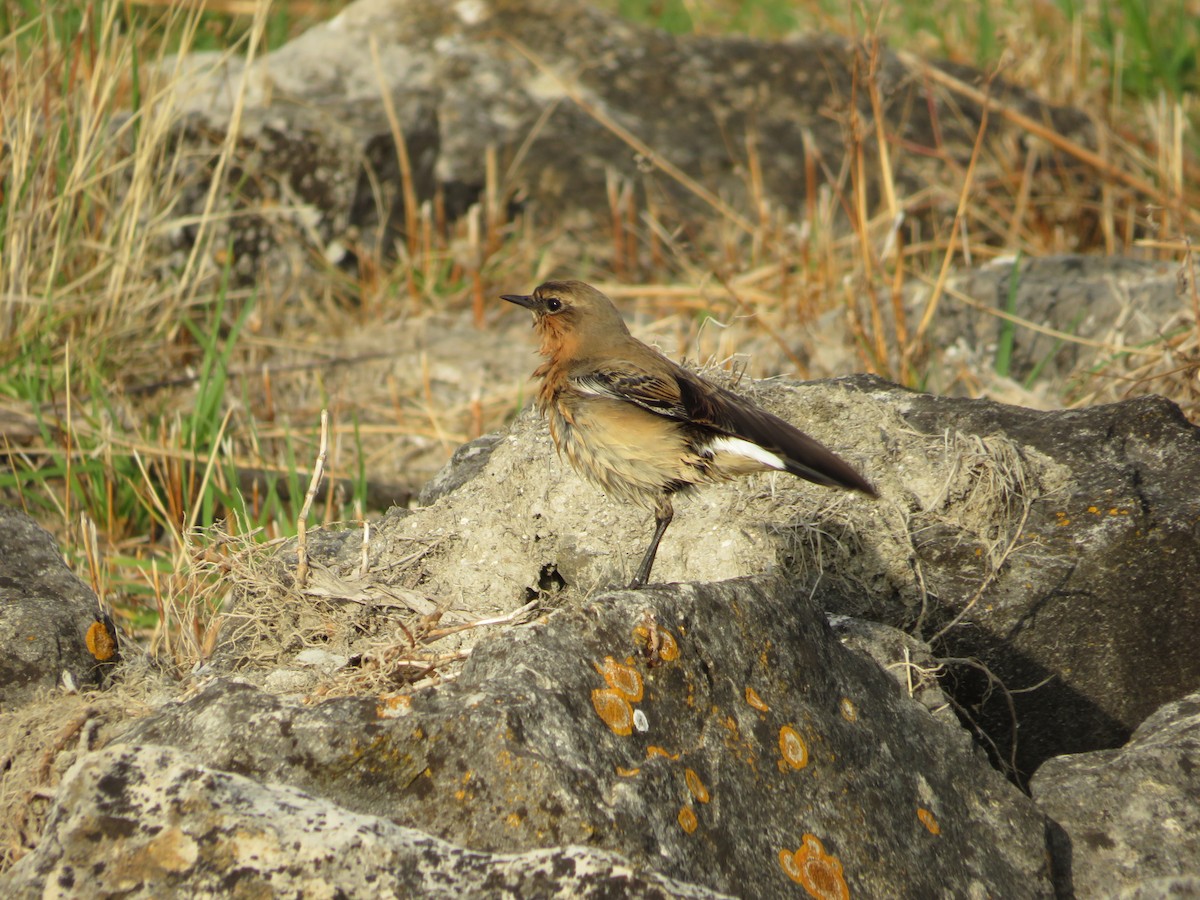 穗䳭 - ML643749358