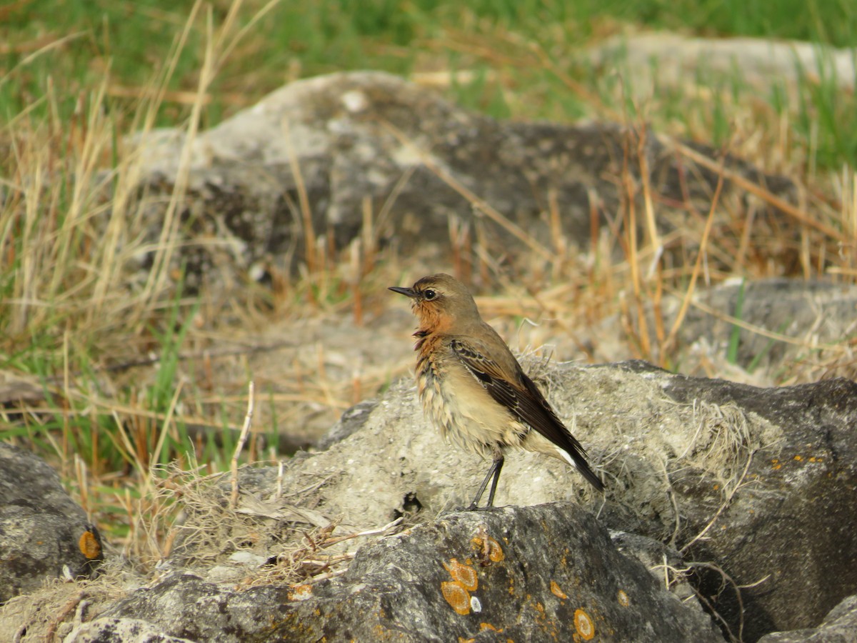 穗䳭 - ML643749359