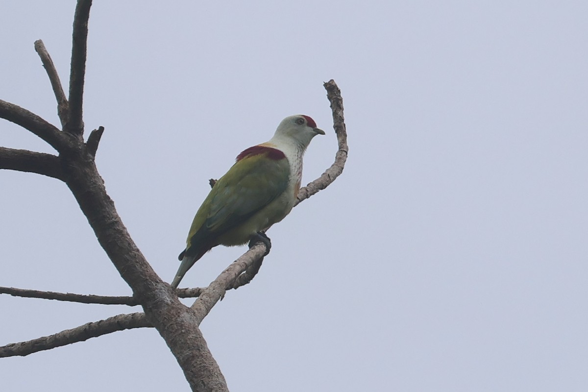 holub mnohobarvý - ML643749360