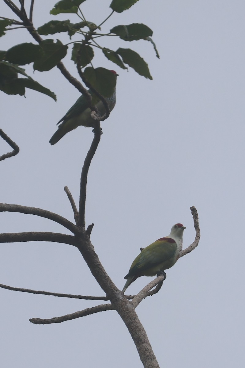 holub mnohobarvý - ML643749361