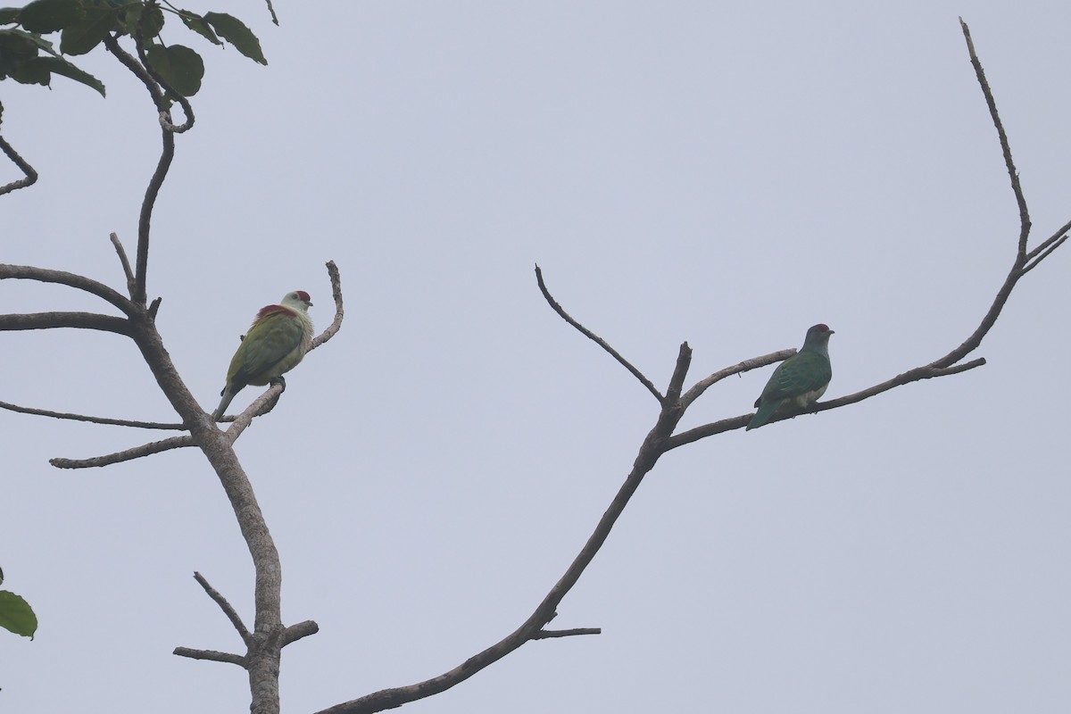 holub mnohobarvý - ML643749364