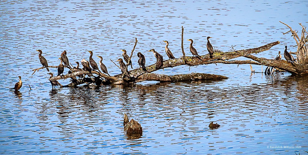 Double-crested Cormorant - ML643749365
