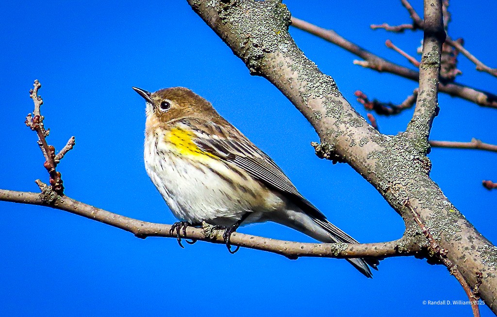 Yellow-rumped Warbler - ML643749376