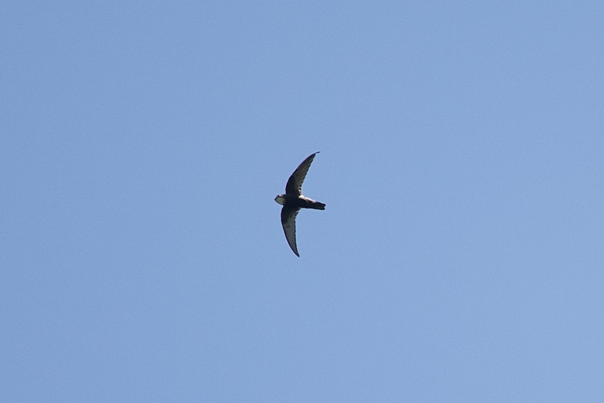 House Swift - ML643749381