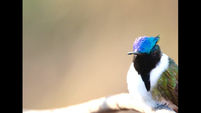 ツノホウセキハチドリ - ML643749388